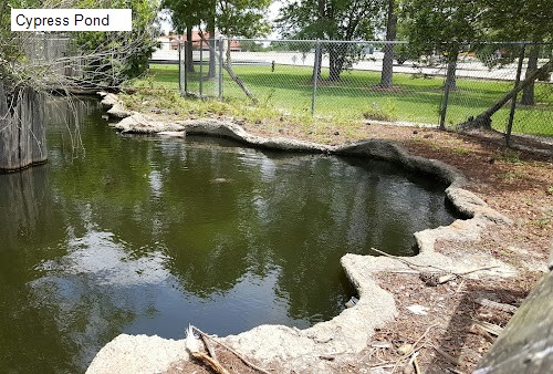 Cypress Pond