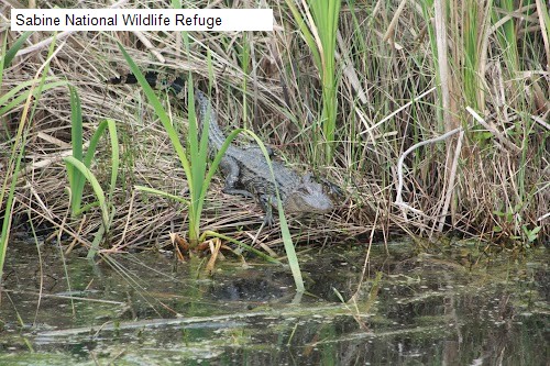 Sabine National Wildlife Refuge