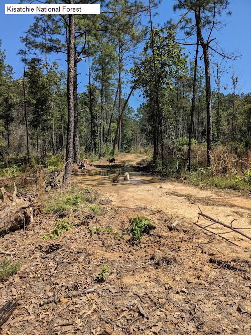 Kisatchie National Forest
